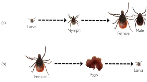 Fig.  2.8 Lyme disease spirochetes maintenance between different developmental stages (dashed arrows) in ticks of the I