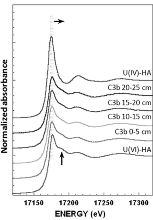 Fig. 9. Uranium L III -edge XANES spectra of diﬀerent core sample (C3b) in comparison with synthesized standards of known U redox state: U(IV) and U(VI) synthetic samples prepared in presence of humic acid (U(IV)-HA and U(VI)-HA, respectively)
