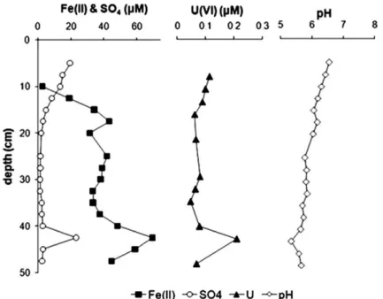 Fig. 2. Concentration proﬁles of Fe(II), sulfate, U(VI), and pH value over depth in the porewater sampler (PW 3).