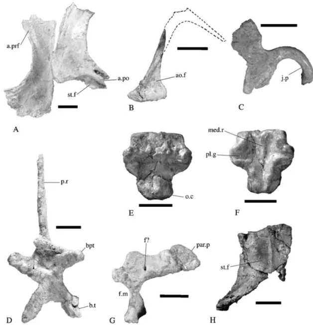 Figure 4 Thecodontosaurus caducus sp. nov., holotype, BMNH P24; elements of the skull