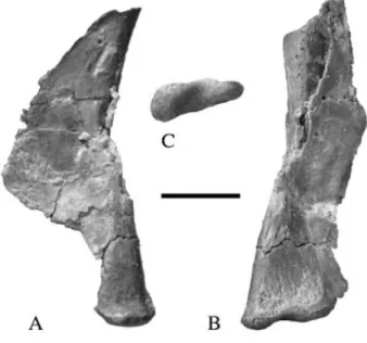 Figure 5 Thecodontosaurus caducus sp. nov., BMNH P59/5; right quadrate. 5A, medial, 5B, caudal; 5C, mandibular condyle