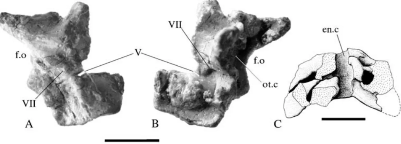 Figure 7 Thecodontosaurus caducus sp. nov., holotype, BMNH P24. 7A, right prootic in lateral aspect; 7B, right prootic in medial aspect;