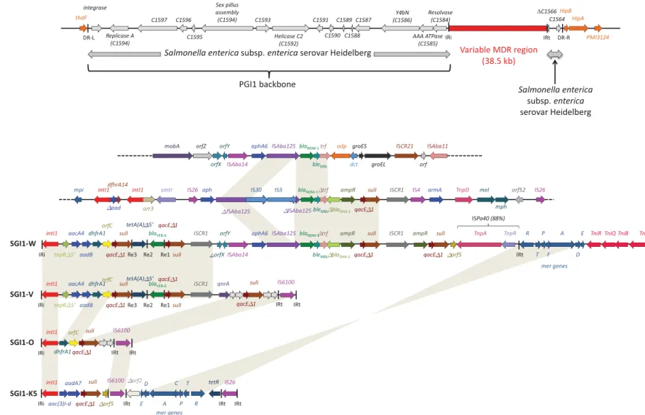 Figure 1. Schematic view of the variant SGI1-W as integrated in P. mirabilis strain PEL
