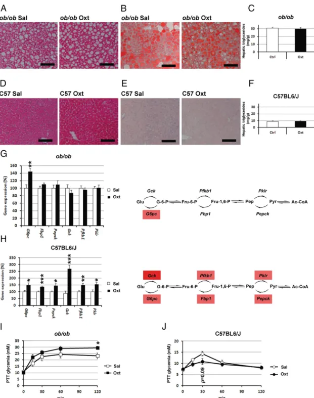 Figure 5. Oxytocin effects on the liver. A, B, D, and E, Representative images of hematoxylin and eosin (A and D) and oil red O (B and E) staining in liver sections of ob/ob (A and B) or C57BL6/J (D and E) mice sc treated with oxytocin (50 nmol/d) or vehic
