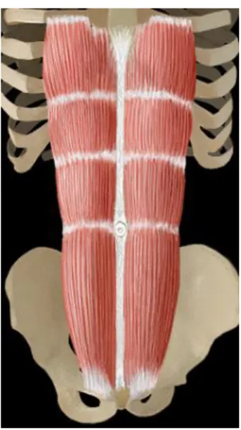 Fig. 6 : Muscle grand droit de l’abdomen (« rectus abdominis » : RA). 