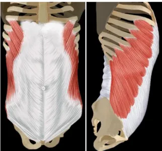 Fig. 7 : Muscles obliques externes de l’abdomen (« obliquus externus abdominis » : OE)