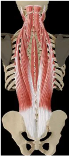 Fig. 10 : Grand muscle érecteur du rachis (« erector spinae » : ES). 