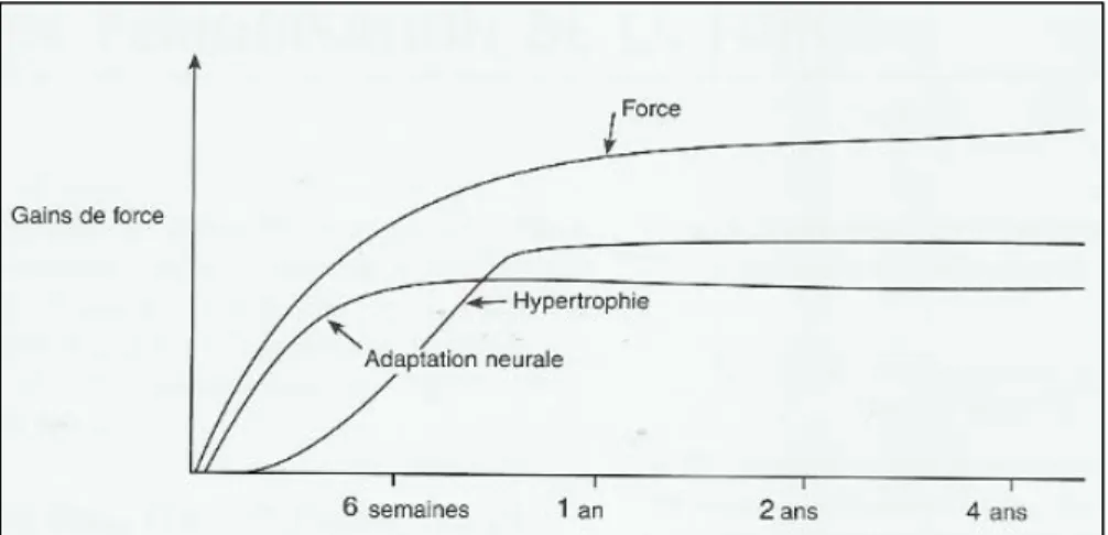 Fig. 5 Gains de force consécutifs à l'adaptation neurale et l'hypertrophie (Bompa, 2007, p