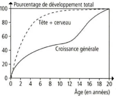 Fig.  1 :  Courbes  de  développement  de  l’ensemble  tête  /  cerveau  par  rapport  au  corps  (d’après Scammon, 1977, cité par Weineck, 2007, p.172) 