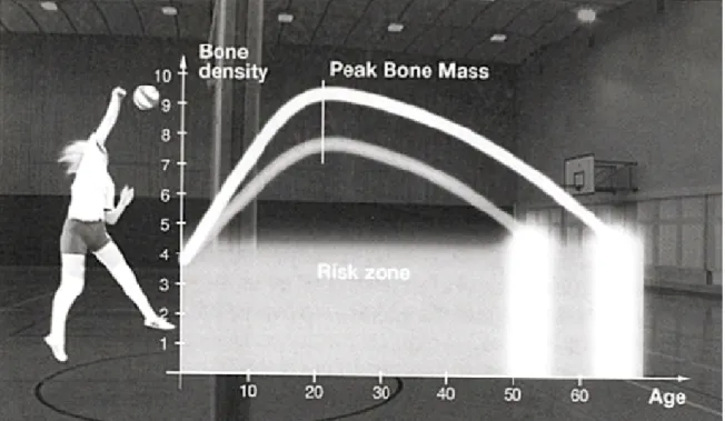 Fig.  4 :  Représentation  des  courbes  de  densité  osseuse  avec  une  sollicitation  optimale  (courbe  supérieure)  des  os  avant  et  pendant  la  puberté  en  comparaison  à  une  sollicitation  insuffisante  (courbe  inférieure)  (d’après  Cumming