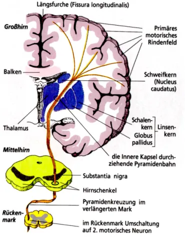 Abb. 9)  Frontalschnitt durch das menschliche Gehirn 