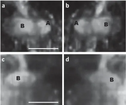 Figure 3. 3D computed tomography reconstruction of the cellular distribution of the A1 stretching frequency of 1