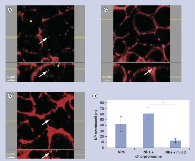 Figure 4. Particle uptake analyzed by means of laser scanning microscopy. (A–C) Representative ﬂuorescent  confocal micrographs show cellular NP uptake (NP: yellow; cytoskeleton: red)