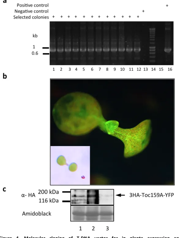 Figure    4.    Molecular    cloning    of    T-­‐DNA    vector    for    in    planta    expression    and        characterization   of   a   Toc159A-­‐YFP   fusion   protein   