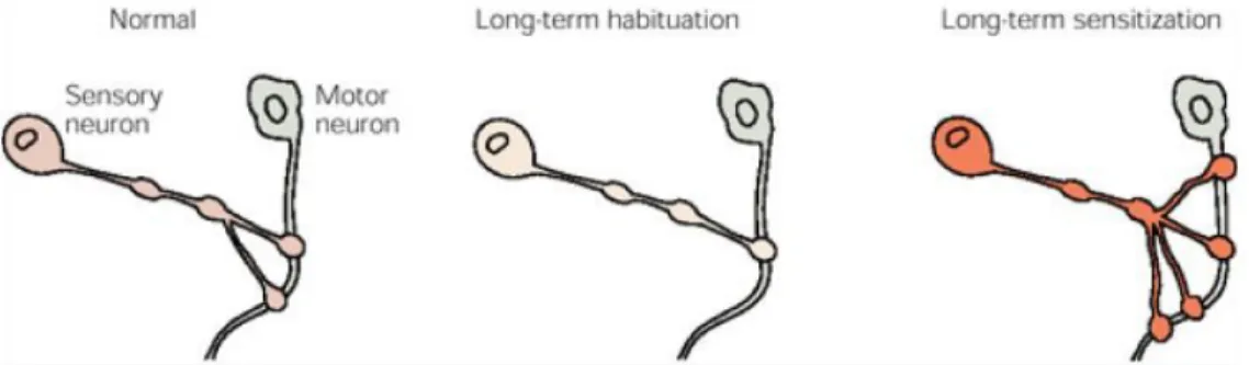 Fig.  7:  Structural  changes  in  long-term  habituation  (i.e.,  loss  of  synpases)  and  long-term  sensitisation  (i.e.,  increase  in  number  of  synapses)