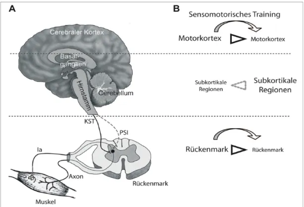 Abbildung  7:  „Vereinfachte  Darstellung  neuronale  Anpassungsreaktionen  nach  Gleichgewichtstraining.“ ( Taube 2012 S.6) 