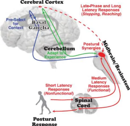 Abbildung 1:  Model der neuronale Durchgänge (Jacobs &amp; Horak, 2007) 