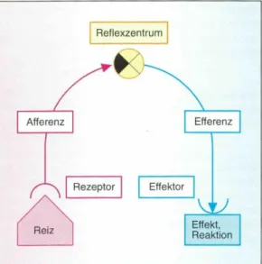 Abbildung 5: Reflexbogen (Bickel et. al., 2001) 