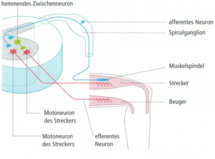 Abbildung 6: Schematische Darstellung eines einfachen monosynaptischen Reflexes  (Hegner, 2007) 