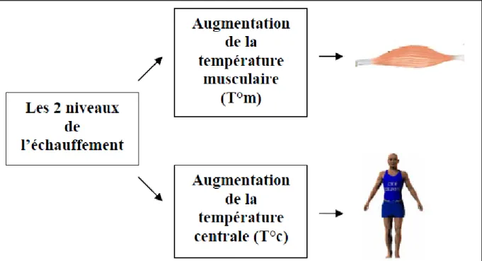 Fig. 3 : Les deux niveaux de l’augmentation de température de l’échauffement (Cometti, 2005) 