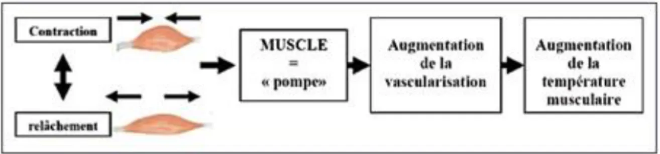 Fig. 4 : La logique de l’augmentation de la température musculaire de Mastérovoï (Cometti, 2005) 