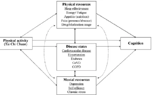 Abb.  7:  Modell  einer  möglichen  Beeinflussung  und  Interaktion  von  physischer  Aktivität  (Tai  Chi),  Ressourcen, Erkrankungen und Kognition (Spirduso et al., 2008, zitiert nach Chang et al., 2012, S