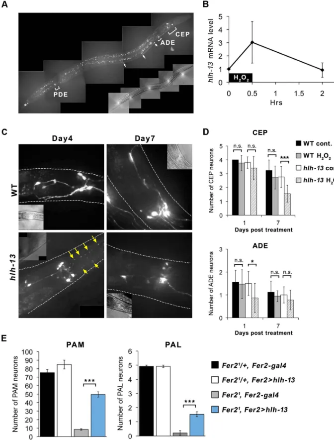 Figure 7. C.elegans hlh-13 and Drosophila Fer2 share a role in DA neuron protection under oxidative stress