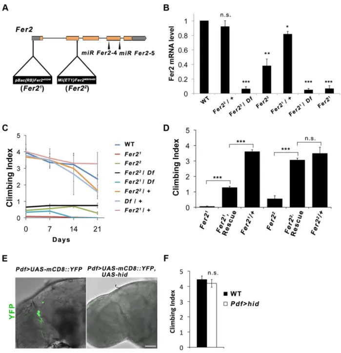 Figure 1. Fer2 loss-of-function mutation impairs the startle-induced climbing ability