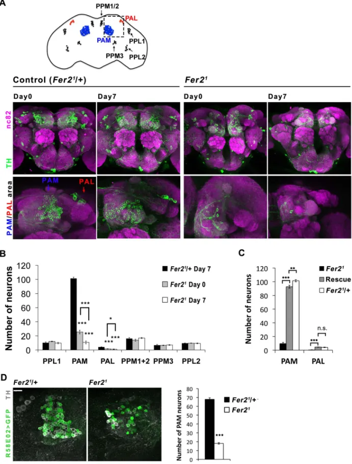 Figure 2. Selective loss of PAM and PAL cluster DA neurons in the Fer2 extreme hypomorphic mutants