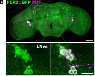 Figure 3. FER2 expression in the brain. FER2 is expressed in the PAM and PAL DA neurons and the LNvs