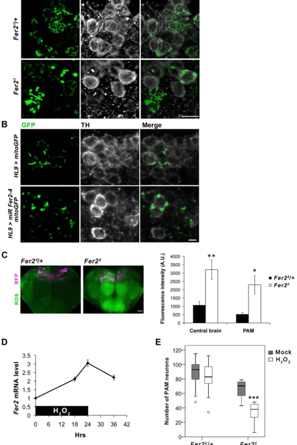 Figure 6. Fer2 protects PAM neurons from oxidative stress. (A-B) Mitochondrial morphology in PAM neurons visualized by expressing mitoGFP with HL9-GAL4 and double stained for GFP and TH