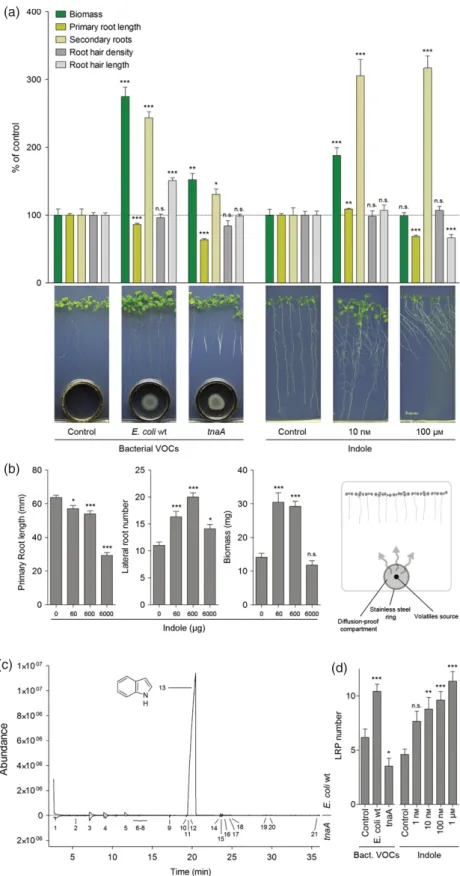 Figure 1. Bacterial volatile indole triggers increase in lateral root number and biomass in Arabidopsis.