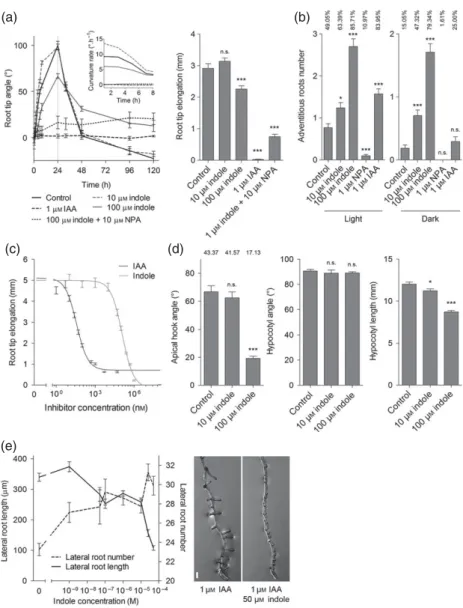 Figure 4. Indole alters auxin-controlled physiology.