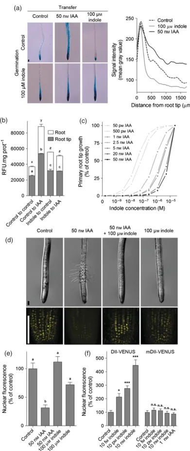 Figure 5. Indole accumulation alters auxin per- per-ception and signalling.