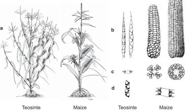 Fig.  2  Morphological  differences between  wild  teosinte and  cultivated  maize. While teosinte  plants  have long  lateral branches, each terminated by a tassel, and multiple ears growing from secondary branches in the nodes  of  the  leaves  on  these