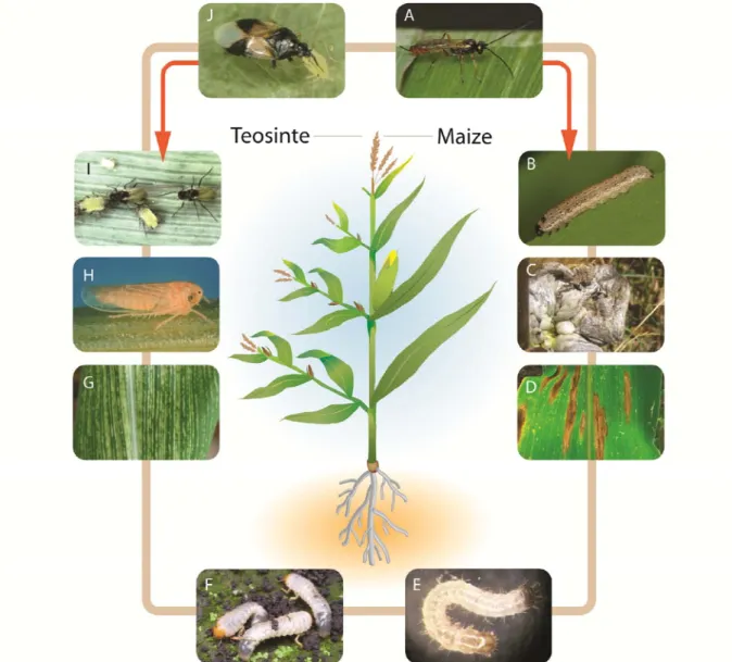 Fig.  1  Insects and  pathogens  associated with  cultivated  maize and  wild  teosinte  in Mexico  and  Latin‐America. 
