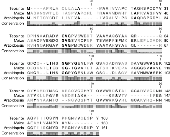 Fig.  2  Sequence  alignment  of  the  teosinte,  maize  and  Arabidopsis  pathogenesis‐related  protein  1  (PR‐1).  The  alignment  was  performed  using  the  CLC  sequence  viewer  (CLC  Bio,  2013).  Conservation  of  sequences  is  illustrated with b