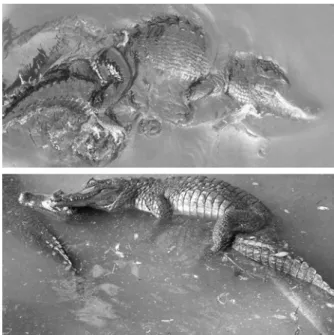 Figure 6. The mating posture of (above) the American Alligator (A. mississippiensis) and (below) Spectacled Caiman (Caiman crocodilus) is typical of crocodilians