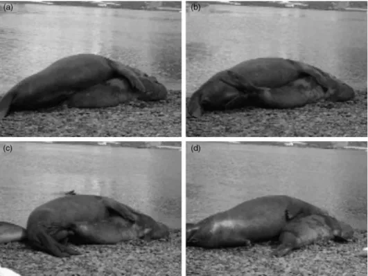 Figure 10. Elephant seal mating sequence showing (a) initial mounting by the male; (b) preliminary attempts at penetration; (c) insertion of the penis and (d) withdrawal and termination