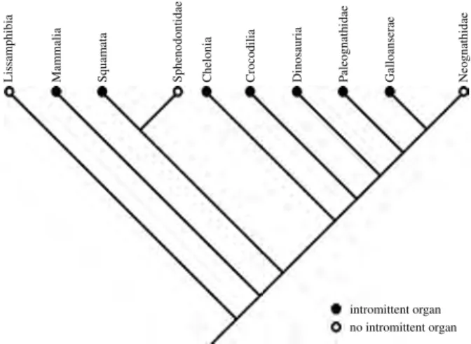 Figure 11. The phylogenetic distribution of intromittent organs in the amniotes would strongly indicate that a penis-like structure is a synapomorphy for amniotes with independent losses in both the Sphenodontidae and Neognathae, although it is alternative