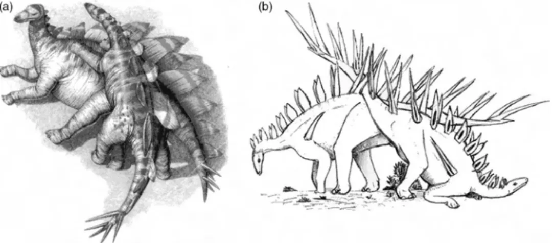 Figure 13. Putative sexual positions for the stegosaurid taxa (a) Stegosaurus and (b) K