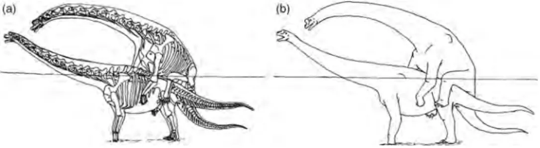 Figure 14. Putative restoration of sauropod Brachiosaurus aquatic copulation with both (a) skeletal and (b) life restoration.