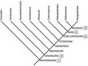 Figure 16. Cladogram outlining a phylogeny of the Archosauria with mapped reproductive features demonstrating a series of quantifiable evolutionary steps leading to the Neoaves