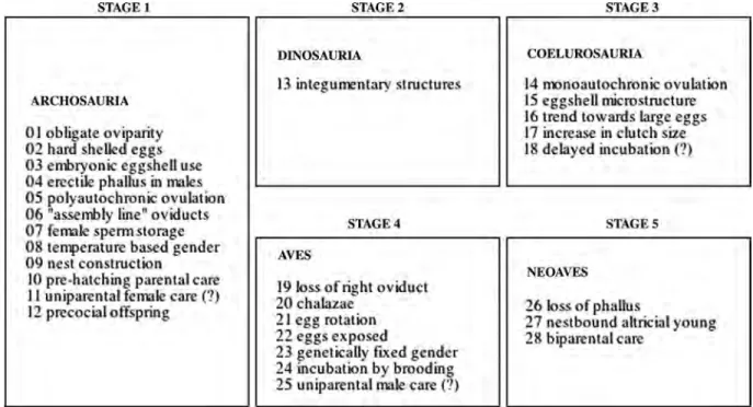 Figure 17. graphical representation of the hypothetical five evolutionary stages of neognath reproduction with associated characters.