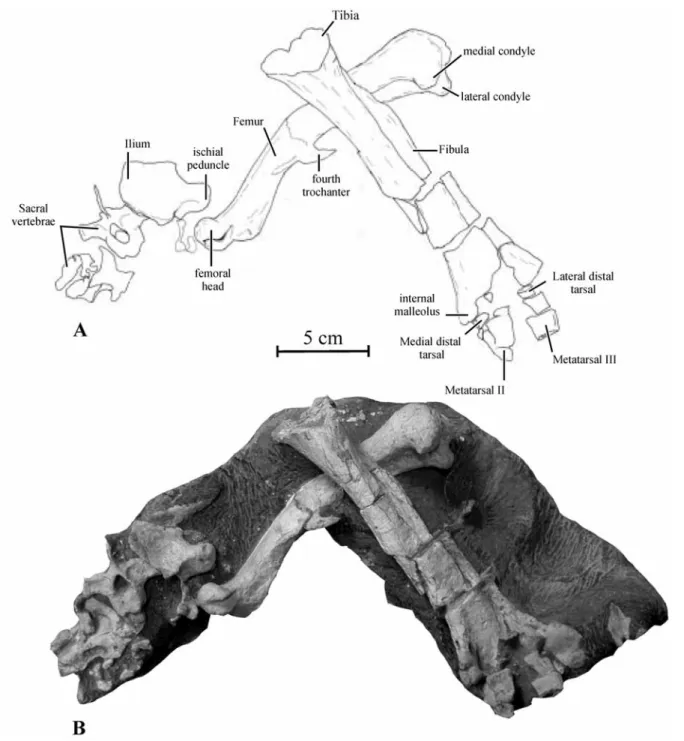 Fig. 14. Interpretative drawing (A) and photograph (B) of the paratype of Koreanosaurus boseongensis nov