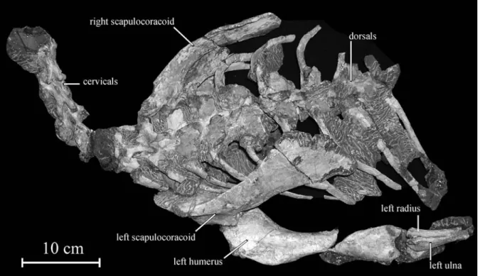 Fig. 3. Holotype of Koreanosaurus boseongensis nov. gen., nov. sp. (KDRC-BB2) in dorsolateral view.