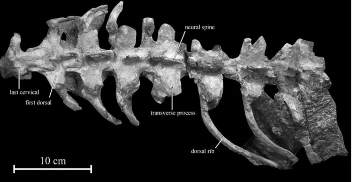 Fig. 5. Dorsal vertebrae of Koreanosaurus boseongensis nov. gen., nov. sp. (KDRC-BB2) in dorsal view.