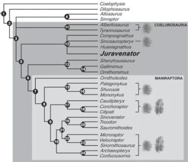 Figure 4 | Strict consensus cladogram. The eight most parsimonious trees (length 497, consistency index 0.45, retention index 0.65) for 28 theropod taxa, including Juravenator starki and 189 variables, are shown (see Supplementary Information)