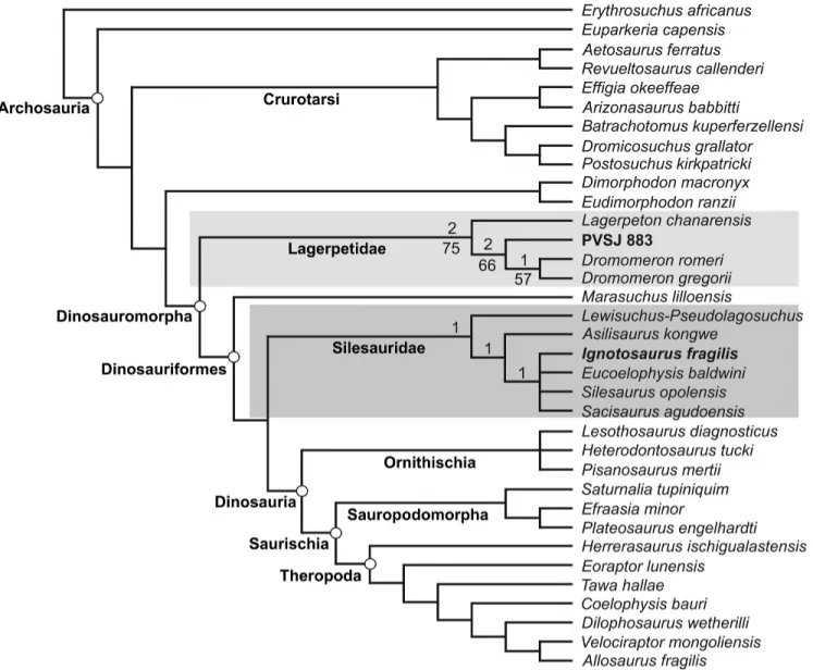 FIGURE 4. Strict consensus tree for basal archosaurs generated from maximum parsimony analysis of a data matrix modified from Nesbitt et al.