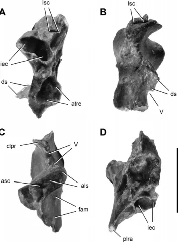 FIGURE 9. Right prootic of Panphagia protos (PVSJ 874) in posteroven- posteroven-tral (A), anterior (B), dorsal (C), and venposteroven-tral (D) views